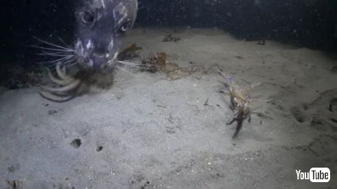 タコ カニ アザラシ 戦い 捕食