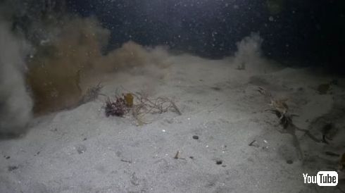 タコ カニ アザラシ 戦い 捕食