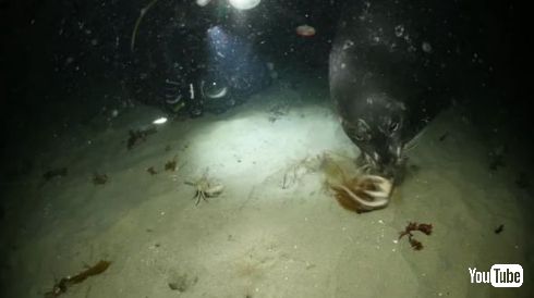 タコ カニ アザラシ 戦い 捕食