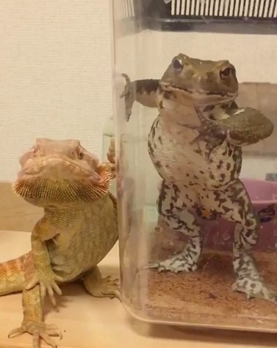 おばあちゃんと猫