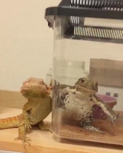 歌舞伎の見得のようなポーズ