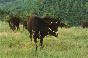 サーガ!!! on ICE詳細