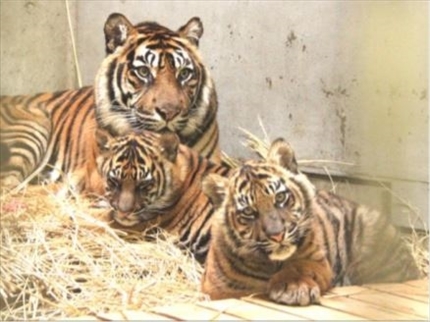 横浜ズーラシアスマトラトラ