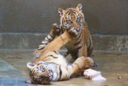 横浜ズーラシアスマトラトラ