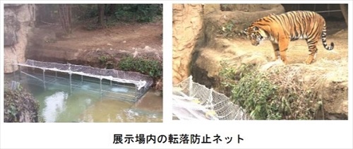 横浜ズーラシアスマトラトラ