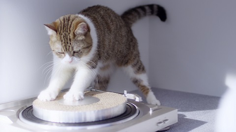 デザイニャーズハウス