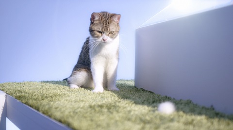 デザイニャーズハウス