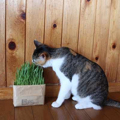 無印良品猫の日