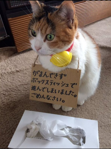 猫 叱られた 反省 Twitter