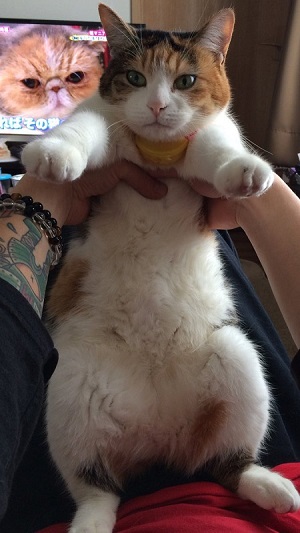 猫 叱られた 反省 Twitter