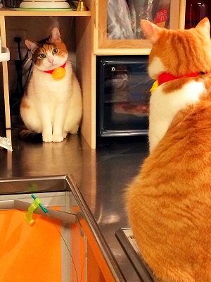 猫 叱られた 反省 Twitter