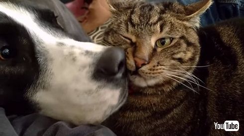 犬と猫のイチャイチャ
