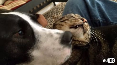 犬と猫のイチャイチャ