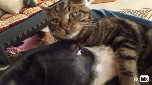 犬と猫のイチャイチャ