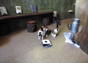 猫カフェてまりのおうち