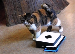 猫カフェてまりのおうち