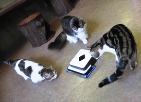 猫カフェてまりのおうち