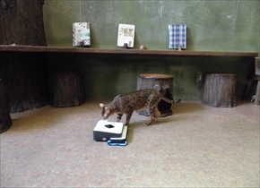 猫カフェてまりのおうち