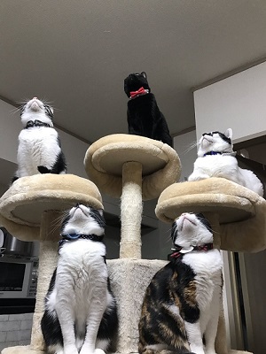 猫がゴキブリを撃退