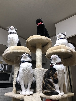 猫がゴキブリを撃退