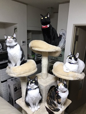 猫がゴキブリを撃退