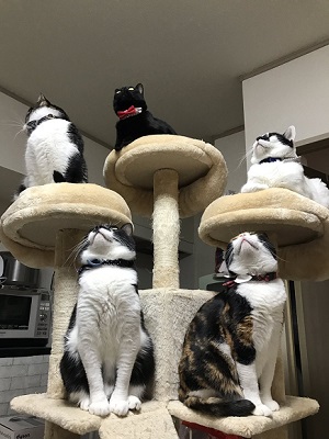 猫がゴキブリを撃退