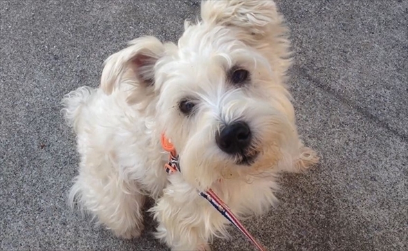 ハッピーの得意技パラダイス