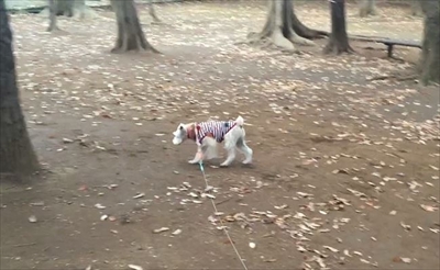 ハッピーの得意技パラダイス