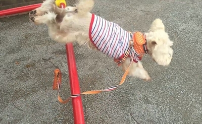 ハッピーの得意技パラダイス