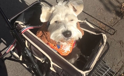 ハッピーの得意技パラダイス