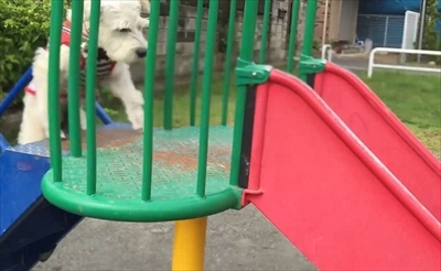 ハッピーの得意技パラダイス