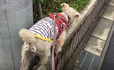 ハッピーの得意技パラダイス