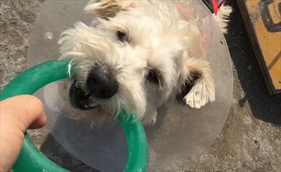 ハッピーの得意技パラダイス