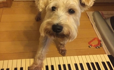 ハッピーの得意技パラダイス