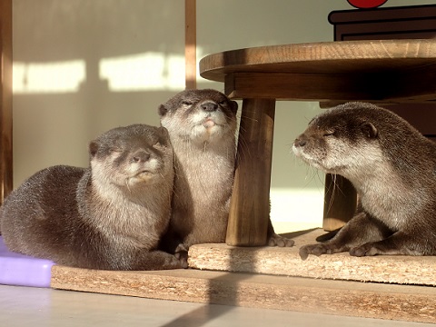 サンシャイン水族館