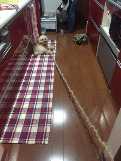 ほつれてる 犬 毛 ぬいぐるみ