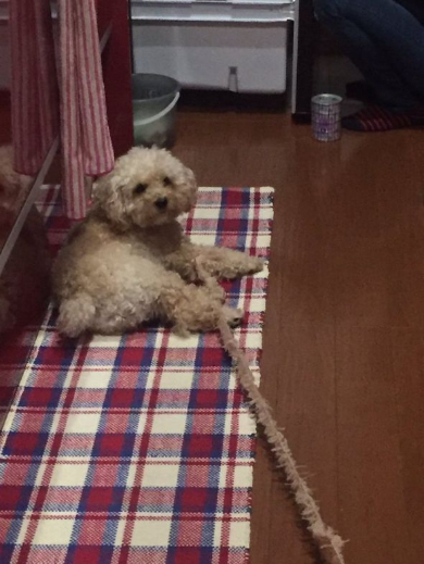 ほつれてる 犬 毛 ぬいぐるみ