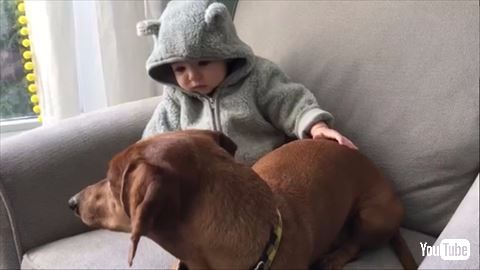 犬