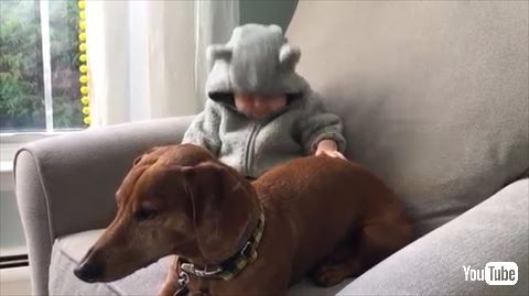 犬