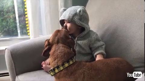 犬