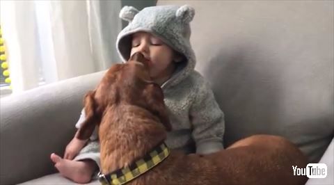 犬