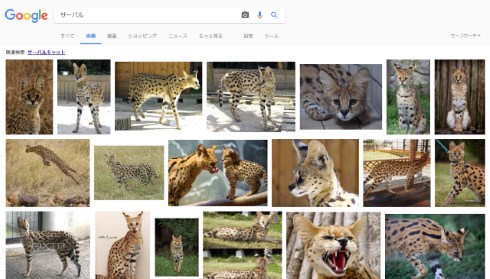 けものフレンズ 検索汚染 サジェスト サーバル ハシビロコウ