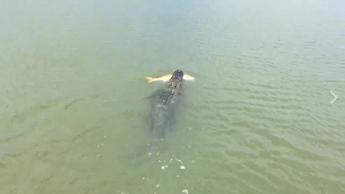 湖とワニと少年