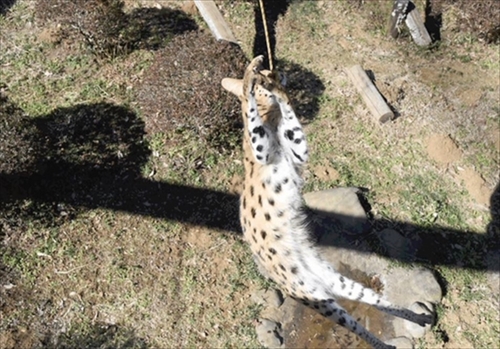 多摩動物公園・サーバルジャンプ
