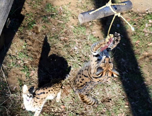 多摩動物公園・サーバルジャンプ