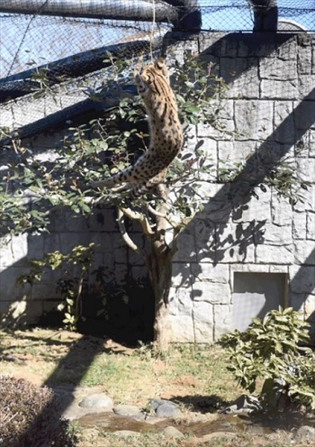多摩動物公園・サーバルジャンプ