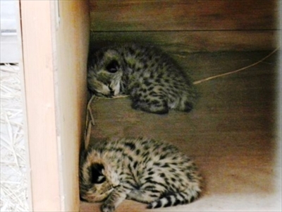多摩動物公園・サーバルジャンプ