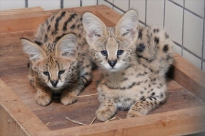 多摩動物公園・サーバルジャンプ