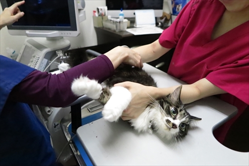 シロップ　ペット福利厚生