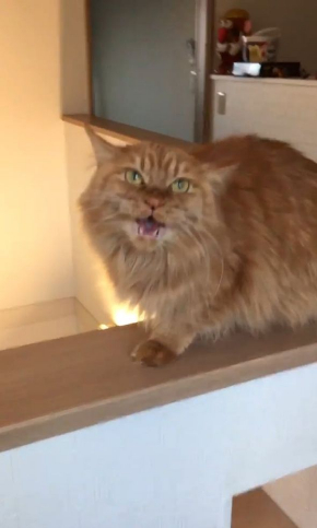 猫 猫カフェ 浮気 匂い ブチギレ